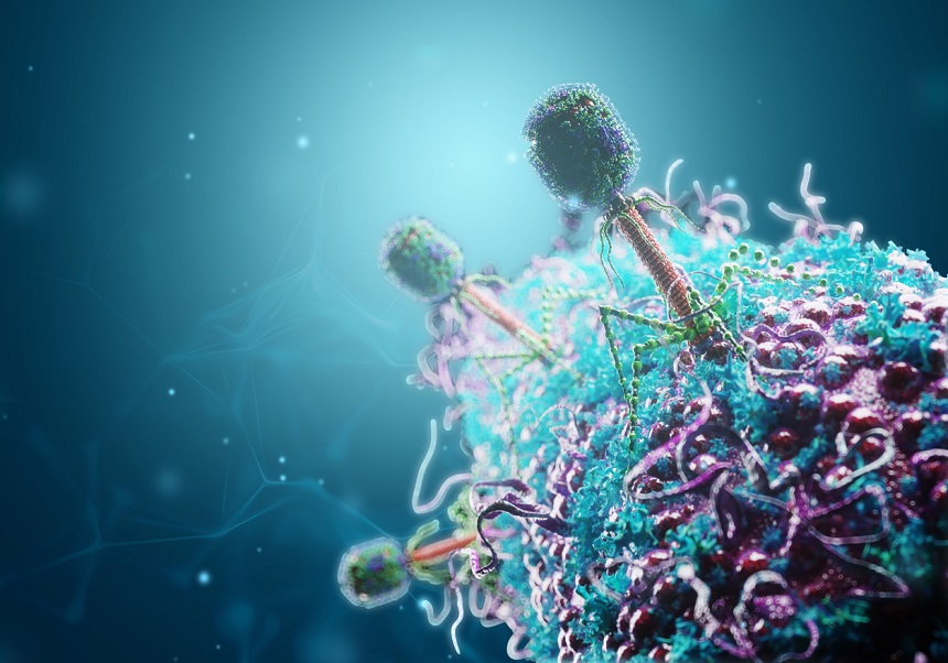 El CSIC i la Universitat de València obtenen els primers resultats clínics de virus que destruïxen bacteris multiresistents